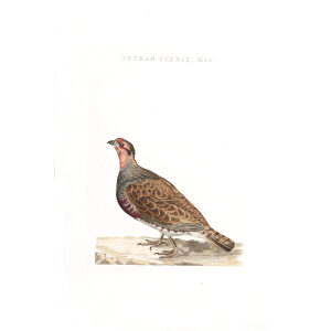 Patrijs of Veldhoen (mas) by Cornelius Nozeman. Nederlandsche Vogelen or Dutch Birds Volume 2. Facsimile giclee print. Heritage Prints