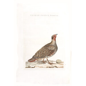 Patrijs of Veldhoen (fem) by Cornelius Nozeman. Nederlandsche Vogelen or Dutch Birds Volume 2. Facsimile giclee print. Heritage Prints