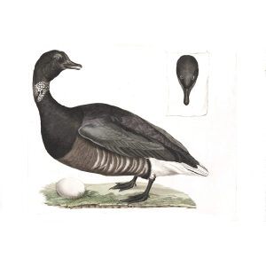 Rotgans by Cornelius Nozeman. Nederlandsche Vogelen or Dutch Birds Volume 2. Facsimile giclee print. Heritage Prints