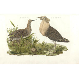 Kemphaan by Cornelius Nozeman. Nederlandsche Vogelen or Dutch Birds. Museum quality Facsimile giclee print. Certificate of authenticity included. Limited edition.