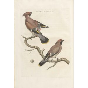 Pestvogel by Cornelius Nozeman. Nederlandsche Vogelen or Dutch Birds Volume 3. Facsimile giclee print. Heritage Prints