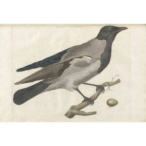 Bonte Kraai by Cornelius Nozeman. Nederlandsche Vogelen or Dutch Birds Volume 3. Facsimile giclee print. Heritage Prints