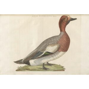 Fluiteend (mas) by Cornelius Nozeman. Nederlandsche Vogelen or Dutch Birds Volume 3. Facsimile giclee print. Heritage Prints