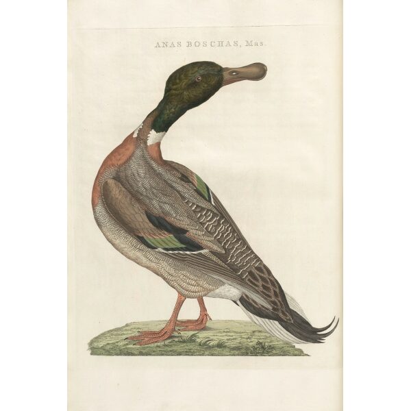 Wilde Eend (mas) by Cornelius Nozeman. Nederlandsche Vogelen or Dutch Birds Volume 3. Facsimile giclee print. Heritage Prints