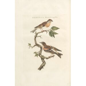 Bosvink by Cornelius Nozeman. Nederlandsche Vogelen or Dutch Birds Volume 3. Facsimile giclee print. Heritage Prints