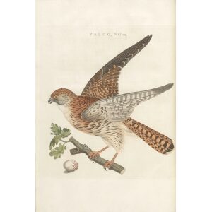 Sperwer by Cornelius Nozeman. Nederlandsche Vogelen or Dutch Birds Volume 3. Facsimile giclee print. Heritage Prints