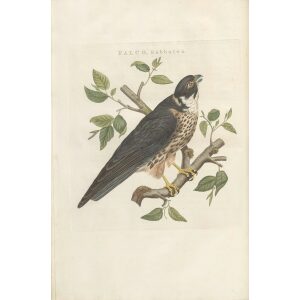 Stootvalk by Cornelius Nozeman. Nederlandsche Vogelen or Dutch Birds Volume 3. Facsimile giclee print. Heritage Prints