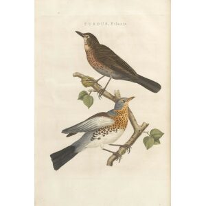 Kramsvogel by Cornelius Nozeman. Nederlandsche Vogelen or Dutch Birds Volume 3. Facsimile giclee print. Heritage Prints