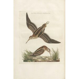 Halfsnip by Cornelius Nozeman. Nederlandsche Vogelen or Dutch Birds Volume 3. Facsimile giclee print. Heritage Prints