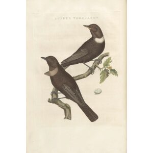 Kraagmerel by Cornelius Nozeman. Nederlandsche Vogelen or Dutch Birds Volume 3. Facsimile giclee print. Heritage Prints