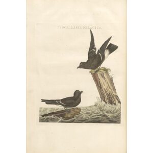 Stormzwaluw by Cornelius Nozeman. Nederlandsche Vogelen or Dutch Birds Volume 3. Facsimile giclee print. Heritage Prints