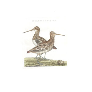 Dubbelsnip by Cornelius Nozeman. Nederlandsche Vogelen or Dutch Birds Volume 3. Facsimile giclee print. Heritage Prints