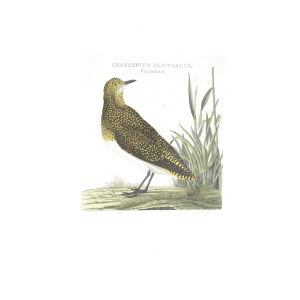 Goudplevier (fem) by Cornelius Nozeman. Nederlandsche Vogelen or Dutch Birds Volume 3. Facsimile giclee print. Heritage Prints