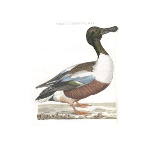 Schildeend (mas) by Cornelius Nozeman. Nederlandsche Vogelen or Dutch Birds Volume 3. Facsimile giclee print. Heritage Prints