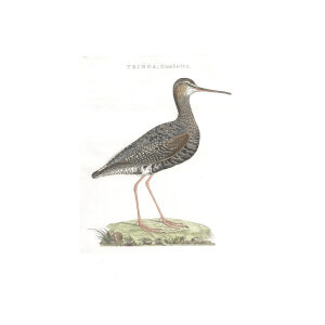 Zwarte Ruiter by Cornelius Nozeman. Nederlandsche Vogelen or Dutch Birds Volume 3. Facsimile giclee print. Heritage Prints