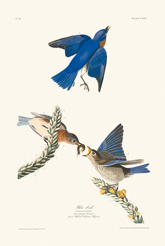 Audubon Birds of America - Blue Bird Plate 112 Giclee Print Heritage Prints