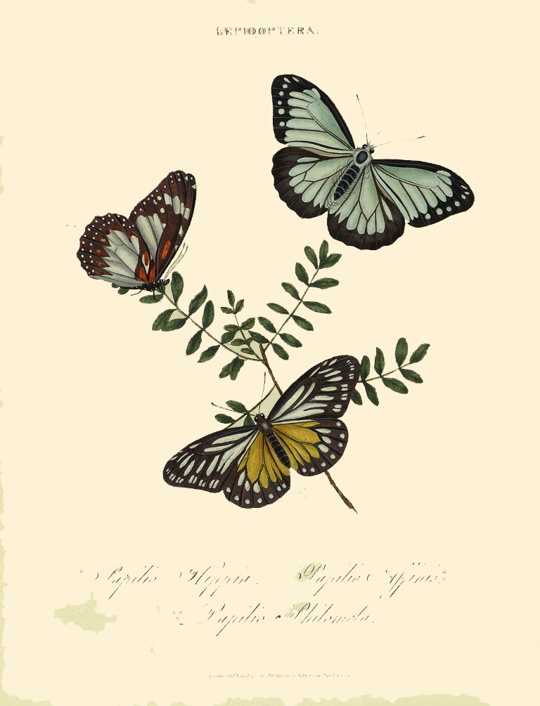17 Lepidoptera - Papilio Hippia – Papilio Affinis - Donovan Insects of China India and New Holland. Heritage Print. Giclee Prints