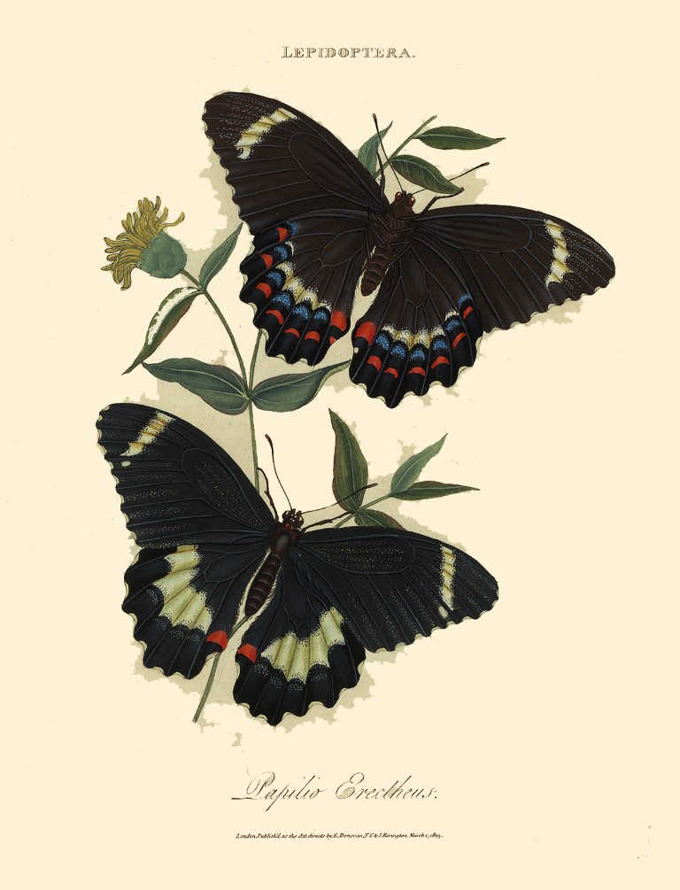 Lepidoptera - Papilio Erectheus - Donovan Insects of China India and New Holland. Heritage Print. Giclee Prints