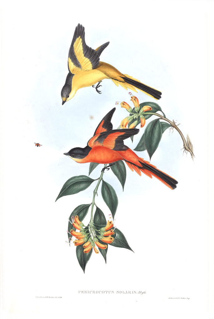 John Gould Birds of Asia Vol 2. Yellow-throated Pericrocotus Heritage Prints. Giclee Print