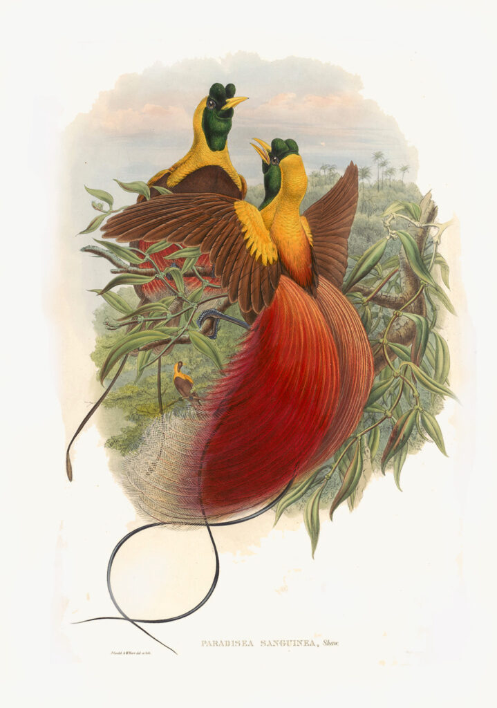 John Gould. Birds of New Guinea. Red Bird of Paradise