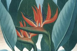 Temple of Flora Robert Thornton Heritage Prints Giclee Prints