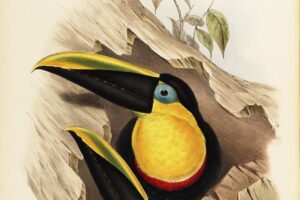 Heritage Prints What books did John Gould publish?