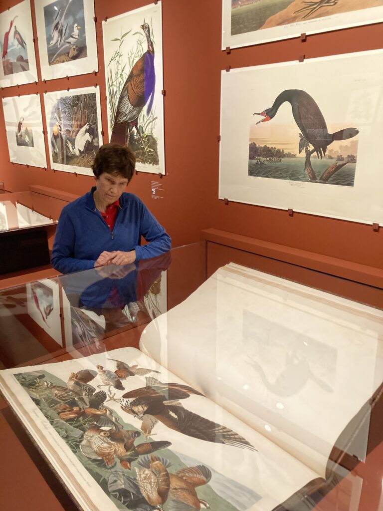 The birds of America in Teylers Museum Haarlem. Exhibition Vogelpracht