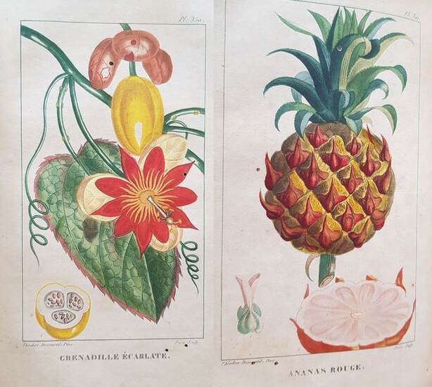 Jean-Theodore-Descourtilz-Flore-Pittoresque-et-Medicale-des-Antilles