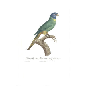 Levaillant Perroquets 26 Perruche à tête bleue Giclee Print