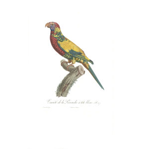 Levaillant Perroquets 27 Giclee Print Surnommée L'Arlequine