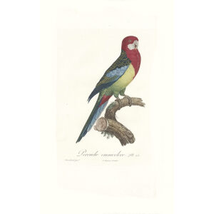 La Perruche Omnicolore Giclee Print Levaillant Perroquets 28