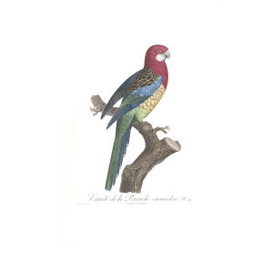 Levaillant Perroquets 29 Giclee Print La Perruche Omnicolore