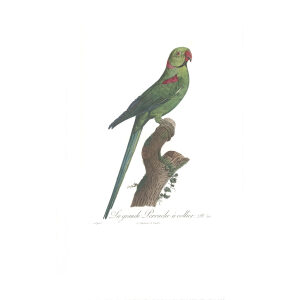 Levaillant Perroquets 30 Giclee Print La grande Perruche a Collier