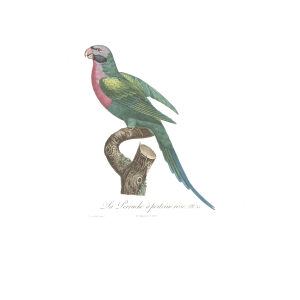 Levaillant Perroquets 31 Le Perruche a Poitrine Rose Giclee Print