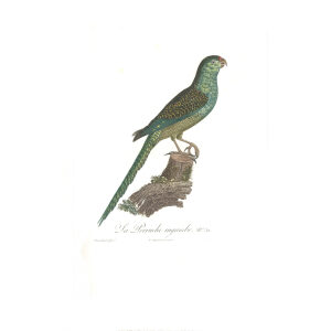 Levaillant Perroquets 32 Giclee Print La Perruche Ingambe