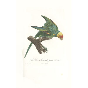 Levaillant Perroquets 33 La Perrouche à tête jaune Giclee Print