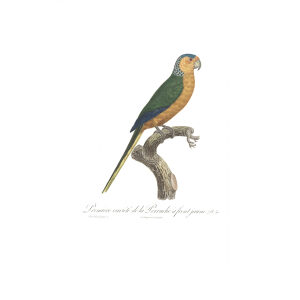 Levaillant Perroquets 36 Première variété de la Perruche à front jaune Giclee Print