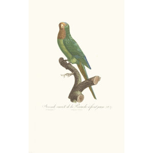 Levaillant Perroquets 37 Seconde variété de la Perruche à front jaune Giclee Print