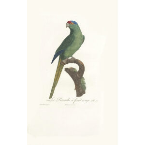 Levaillant Perroquets 40 La Perruche à front rouge Giclee Print