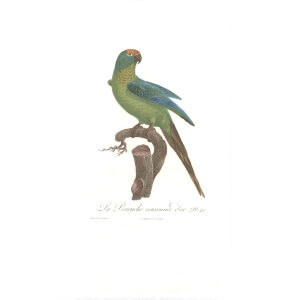 Levaillant Perroquets 41 La Perruche couronnée d'or Giclee Print