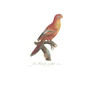 Levaillant Perroquets 44 La Perruche écarlate Giclee Print
