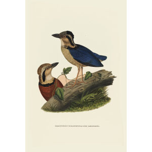 Caerulean Pitta 002 Daniel Giraud Elliot - A Monograph of the Pittidae, or Family of Ant Thrushes. Museum quality giclee print