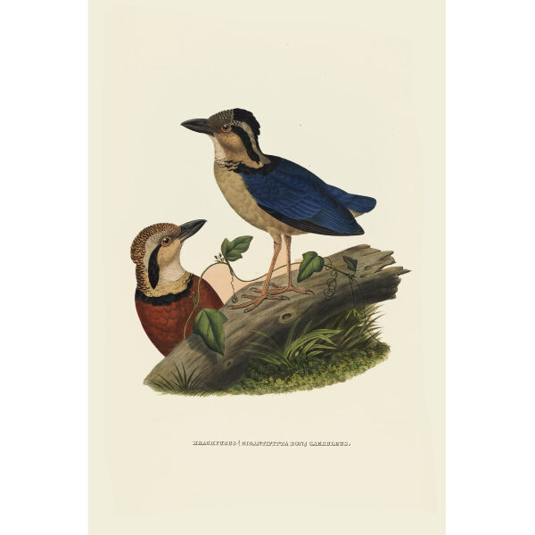 Caerulean Pitta 002 Daniel Giraud Elliot - A Monograph of the Pittidae, or Family of Ant Thrushes. Museum quality giclee print