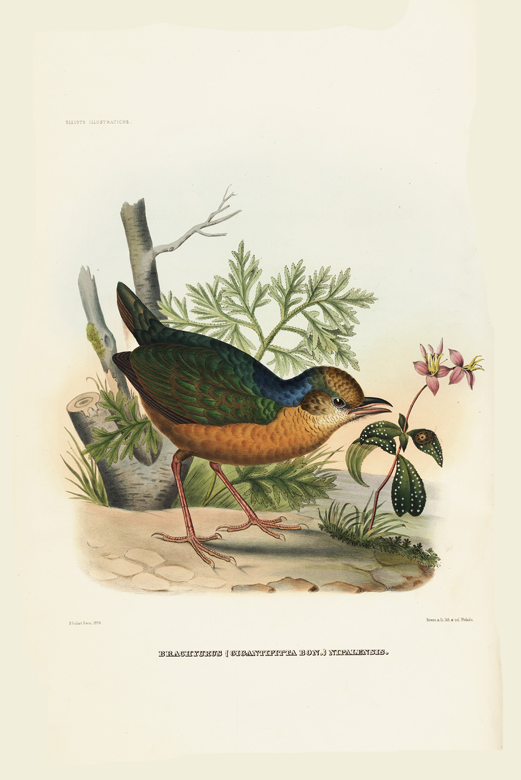 Nepal Pitta 003 by Paul Louis Oudart Daniel Giraud Elliot - A Monograph of the Pittidae, or Family of Ant Thrushes. Museum quality giclee print