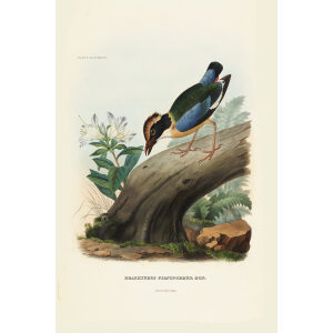 Blue Winged Pitta 004 Daniel Giraud Elliot - A Monograph of the Pittidae, or Family of Ant Thrushes. Museum quality giclee print