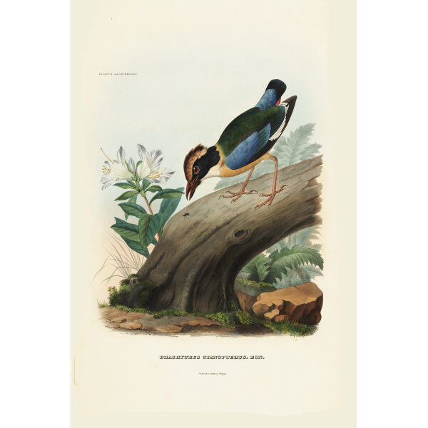 Blue Winged Pitta 004 Daniel Giraud Elliot - A Monograph of the Pittidae, or Family of Ant Thrushes. Museum quality giclee print