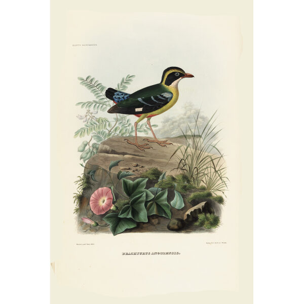 Angola Pitta 005 Daniel Giraud Elliot - A Monograph of the Pittidae, or Family of Ant Thrushes. Museum quality giclee print