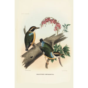Bangal Pitta 006 Daniel Giraud Elliot - A Monograph of the Pittidae, or Family of Ant Thrushes. Museum quality giclee print