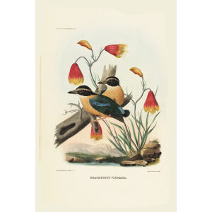 Vigors Pitta 007 Daniel Giraud Elliot - A Monograph of the Pittidae, or Family of Ant Thrushes. Museum quality giclee print