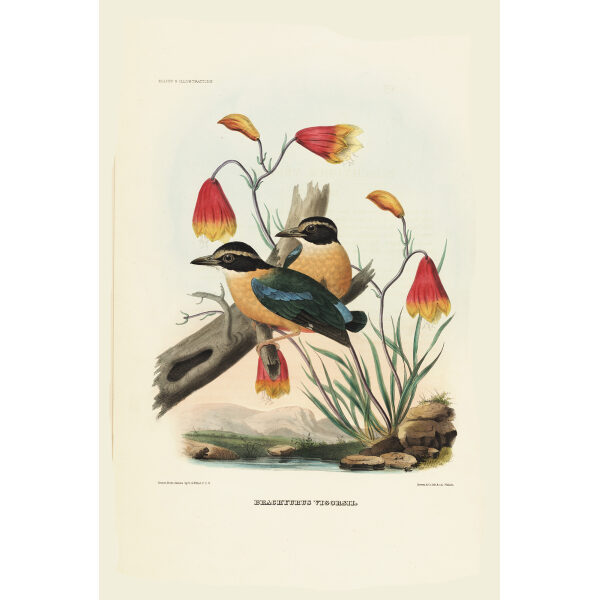 Vigors Pitta 007 Daniel Giraud Elliot - A Monograph of the Pittidae, or Family of Ant Thrushes. Museum quality giclee print